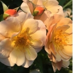 Amber Sun (Амбер Сан)